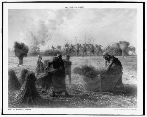 Buckwheat harvest