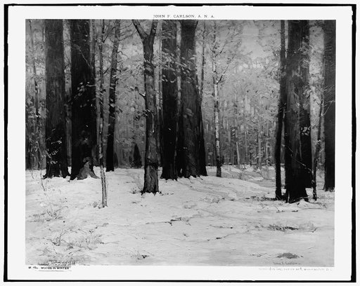Woods in winter
