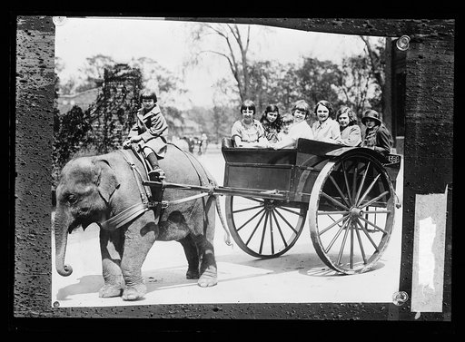 Sheba, elephant and cart