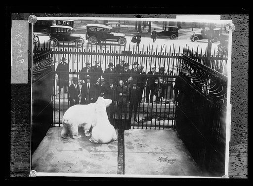 Polar bear in cage