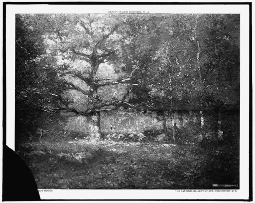 Connecticut woods