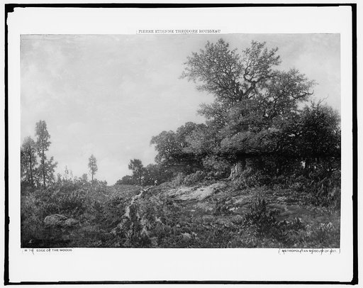 Edge of the woods