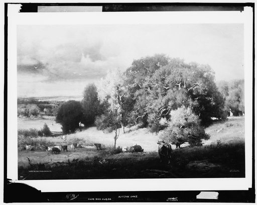 Autumn oaks