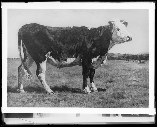 A Normandy cow