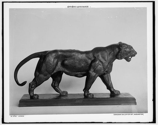 Lioness