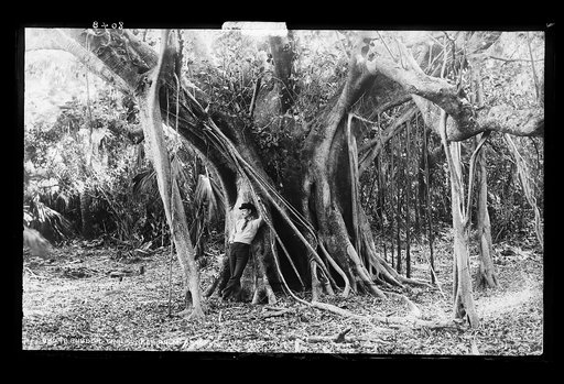 Rubber trees near Palm Beach