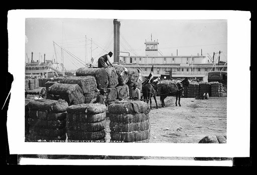 Cotton on the levee, New Orleans