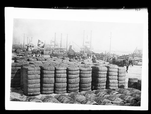 Cotton on the levee