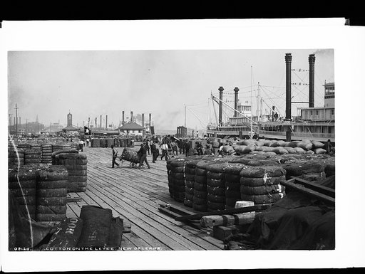 Cotton on the levee, New Orleans