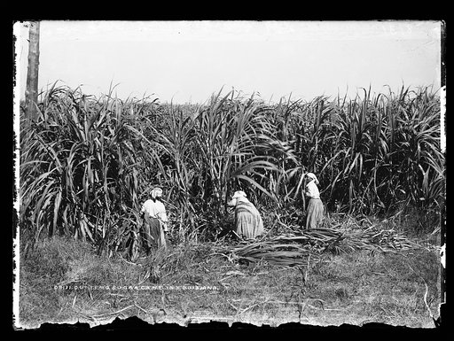 Cutting sugar cane in Louisiana