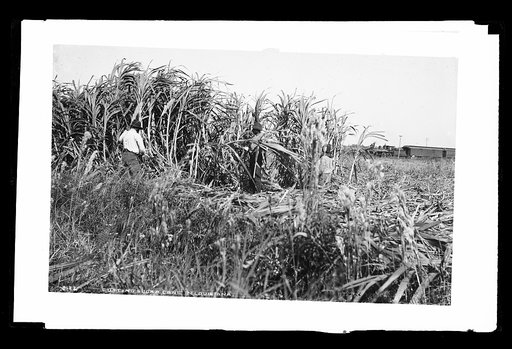 Cutting sugar cane in Louisiana