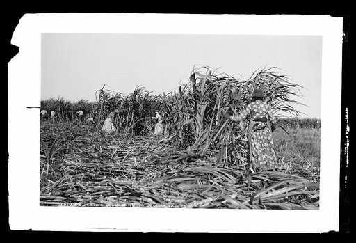 Cutting sugar cane in Louisiana
