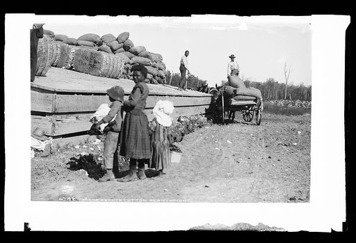Scene about a cotton plantation