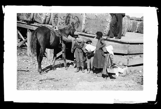 Group on a cotton plantation
