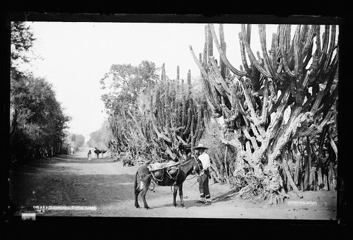 Salamanca, cactus hedge