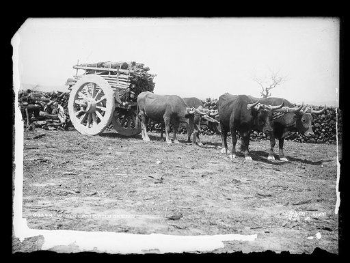 Wood cart and oxen
