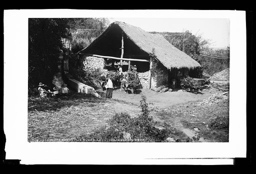 Groups about the sugar mill, Temasopa [sic