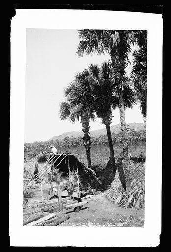 Palms and straw houses at Rascon