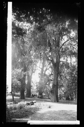 Grove of Chapultepec