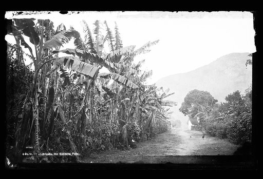 Orizaba, the banana palm
