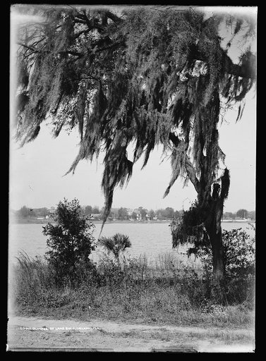 Glimpse of Lake Eola, Orlando, Fla.
