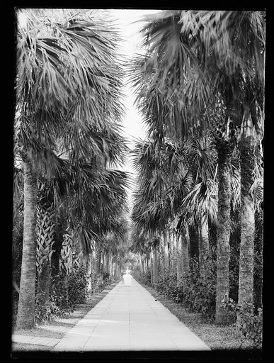 Avenue of palms, Palm Beach, Fla.