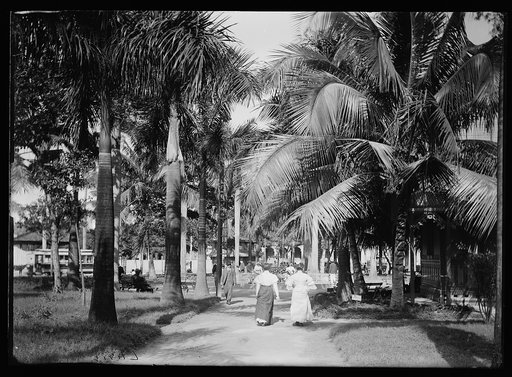 Palm walk, Havana, Cuba