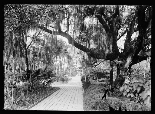 Old oak at Tampa Bay Hotel, Tampa, Fla.