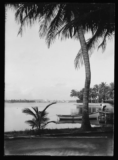 Waterfront with palm, probably Fla.