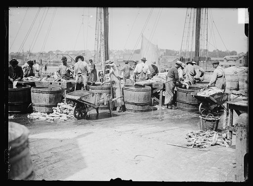 Handling a cargo from the fishing banks, Gloucester, Mass.