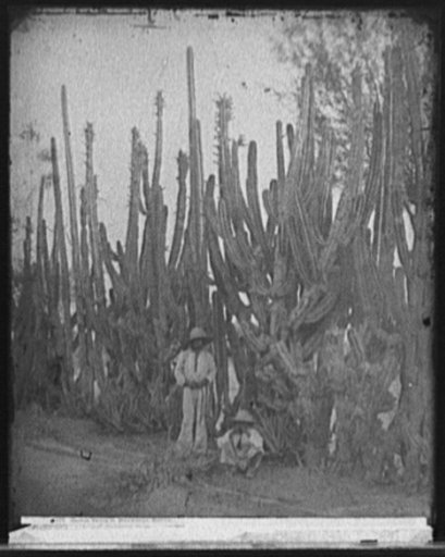 Cactus fence in Salamanca, Mexico