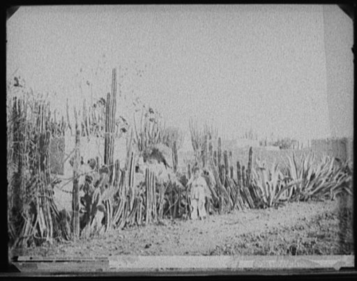 Cactus fence in Salamanca, Mexico