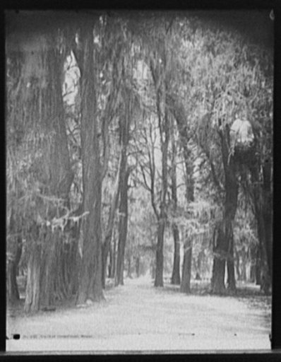 Grove of Chapultepec, Mexico