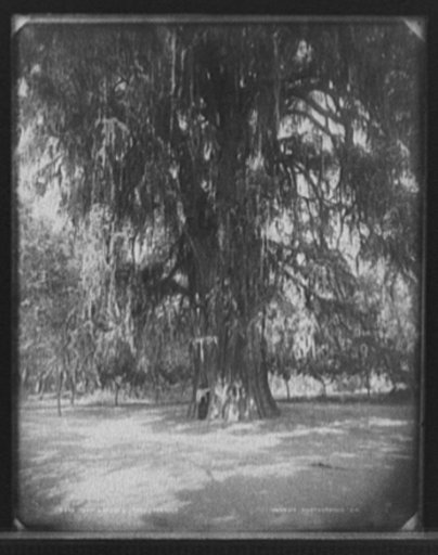 Montezuma's tree, Mexico