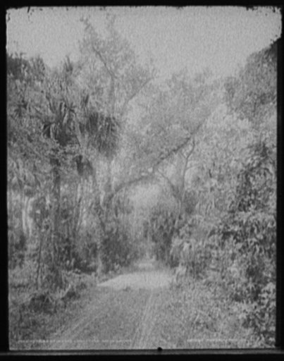 The Hammock road, Ormond, Fla.