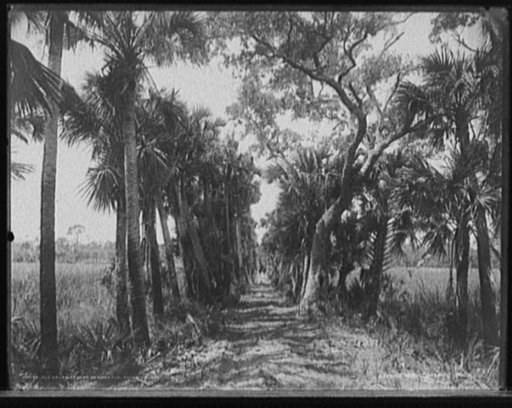 Old causeway near Ormond, Fla.