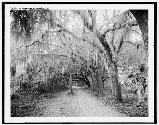 A Live oak drive, St. Augustine, Fla.
