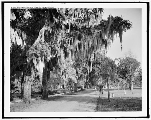 Oaks, Bonaventure Cemetery, Savannah, Ga.