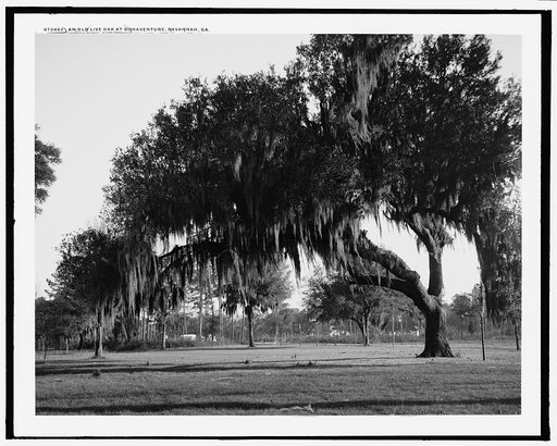 An Old live oak at Bonaventure, Savannah, Ga.