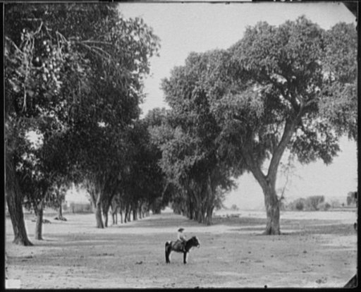 Calle de Guadeloupe [i.e. Guadaloupe], Chihuahua