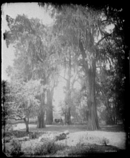 Grove of Chapultepec, Mexico