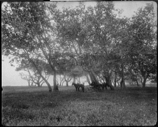 Sycamore Grove, Glen El Capitan, Calif.