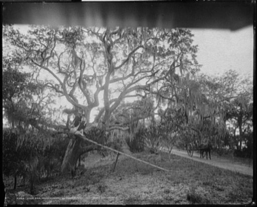 Live oak near Ormond on the Halifax