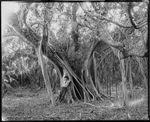 Rubber tree, Lake Worth, Fla.