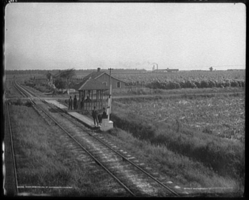 Sugar cane fields at Destroham's [sic], Louisiana