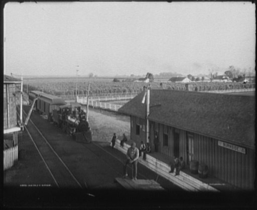 Cane field at Burnside