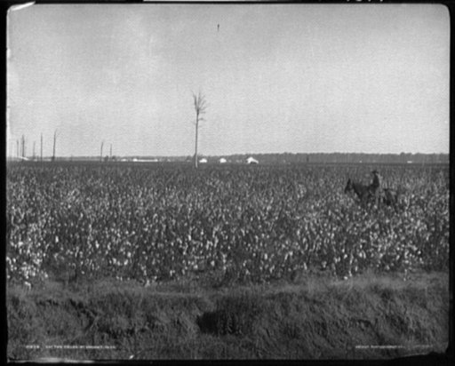 Cotton fields at Dahomey, Mississippi