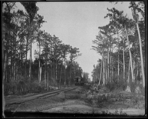 In a cypress forest, Miss.