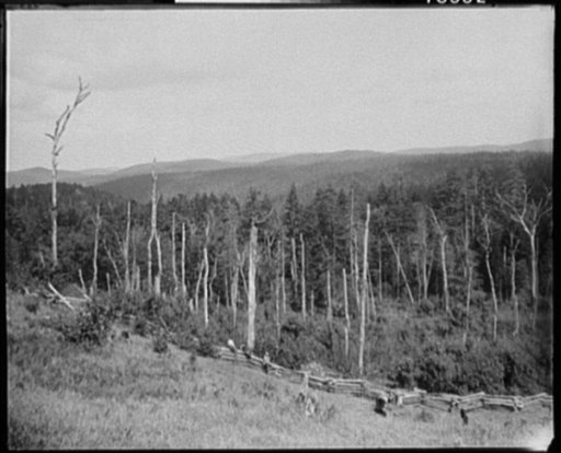 Pine region from Eggleston's, West Virginia