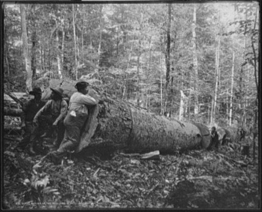 Giant poplar of the Williams, W. Va.